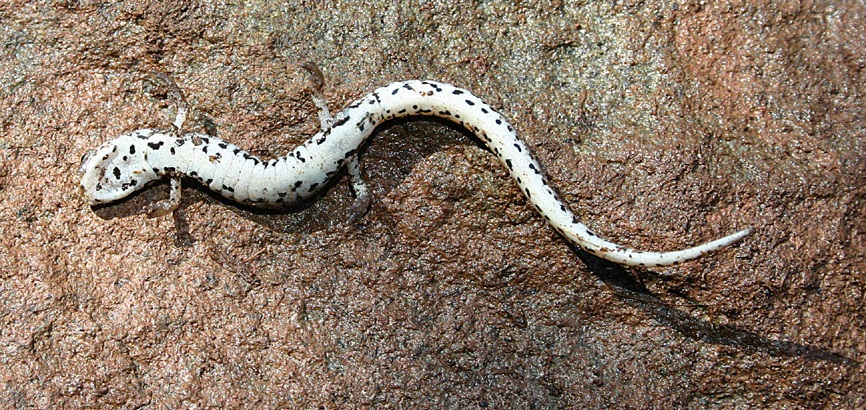 Four-toed salamander distinctive white belly with black speckles. Credit: Rick Koyal